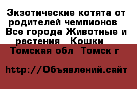  Экзотические котята от родителей чемпионов - Все города Животные и растения » Кошки   . Томская обл.,Томск г.